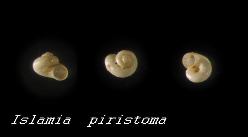 Islamia  piristoma    M. Bodon  &  S. Cianfanelli